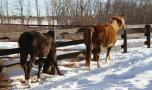 glen_valley_farm_web_site003002.jpg